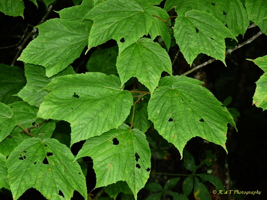 {Acer pensylvanicum}